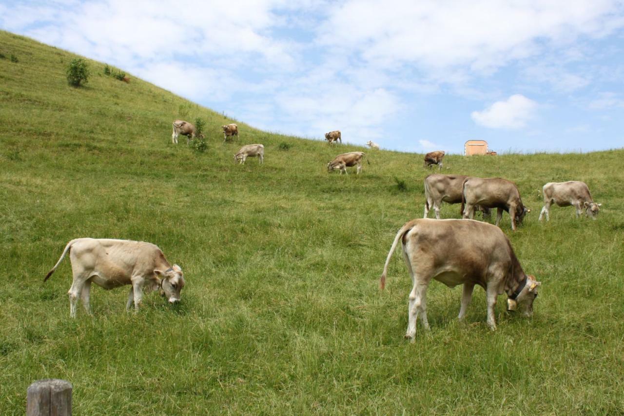 Gipfelblick Oberreute